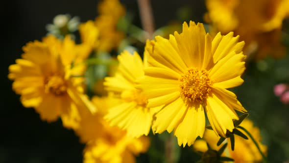 Coreopsis auriculata yellow flower in the garden 4K 2160p 30fps UltraHD footage - Mouse-ear tickseed