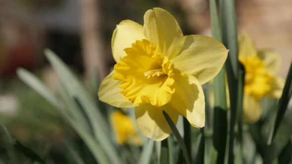 Yellow garden Narcissus flower bulb and petals 4K 2160p 30fps UltraHD footage - Close-up of  spring 