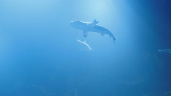 Group of Sharks From Below. Underwater Marine Life with Grey Sharks and Fish Swimming . Diving in