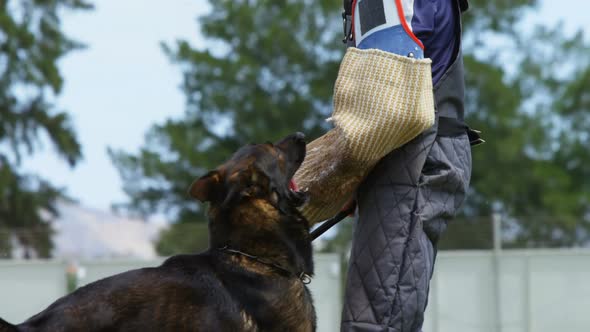 Trainer training a shepherd dog in the field