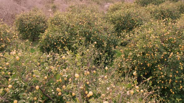 Lemon Orchard Aerial View