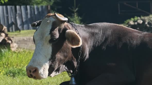 Cow Lies on the Lawn and Looks Into the Camera and Exhales Steam From Nostrils