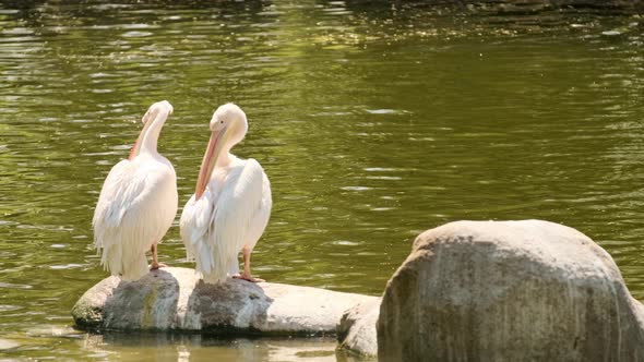 Fed pelican. White pelicans look for food by the water.