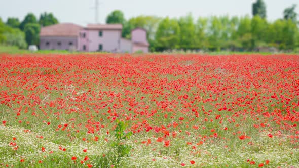 Beautiful Red Field of Poppies