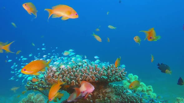 Blue-Green Chromis and Tropical Fishes