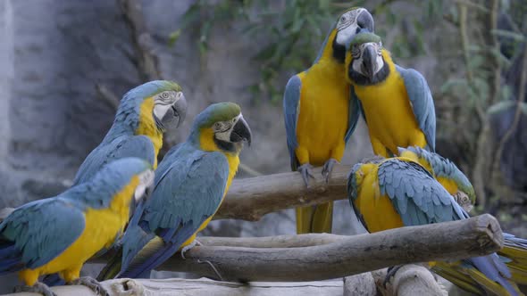 blue and yellow Macaw, Ara ararauna