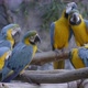blue and yellow Macaw, Ara ararauna - VideoHive Item for Sale