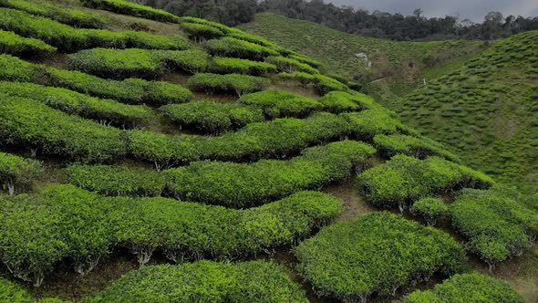 Flying over a hill of tea farm, and revealing more tea farm