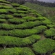 Flying over a hill of tea farm, and revealing more tea farm - VideoHive Item for Sale