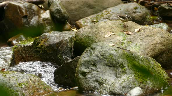 Small tropical bird searching for food on the river bank in a rain forest. Yellow browed warbler jum