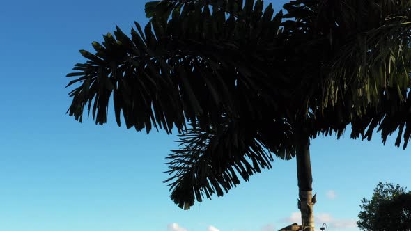 Drone shot showing a the dark outline of a palm tree