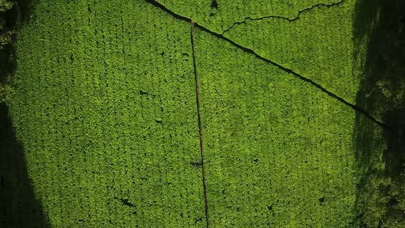 Amazing aerial over evergreen tea agriculture plantation in Fort Portal, Uganda, Africa