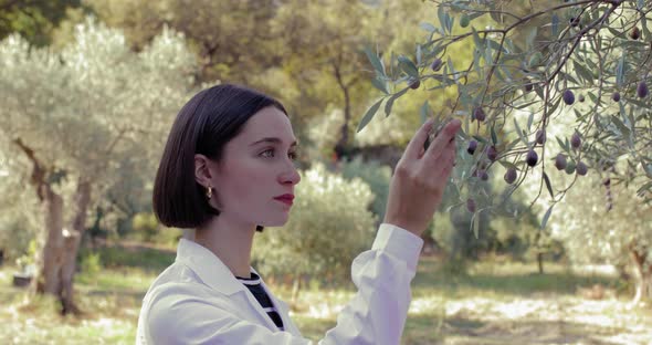 Agronomist Checks the Olives in the Countryside with a White Coat