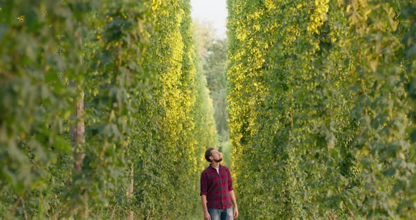 A Grower Walks Between Rows of Tall Bushes of Hops Used in Brewing Beer