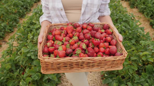 Farmer Holding a Wicker Box Full of Ripe Strawberries in His Hands