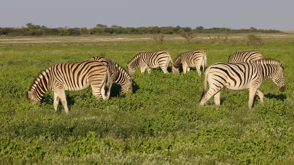 Plains Zebras On Etosha Plains