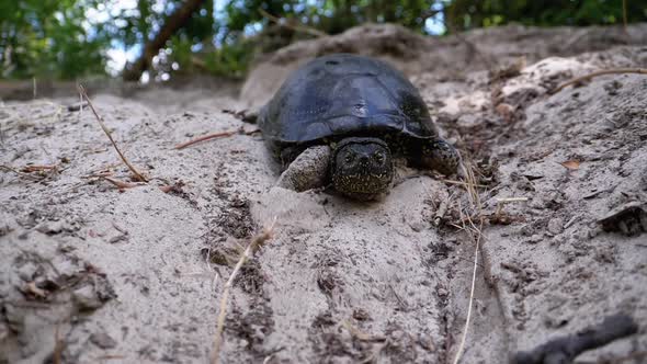 River Turtle Crawling on Sand To Water Near Riverbank. Slow Motion