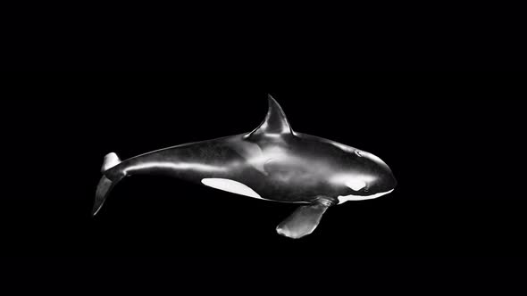 killer whale 4k alpha 3