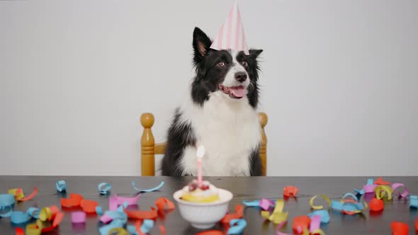 Birthday dog