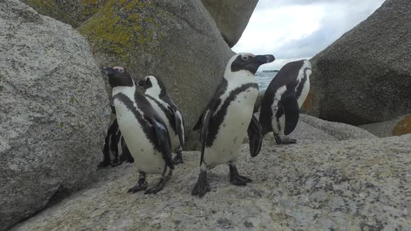 group of penguins stand together on boulder