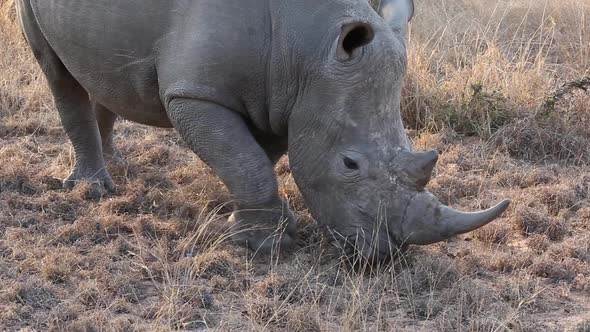 Close Up of White Rhino Moving Slowly and Grazing