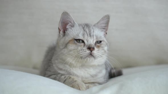 Cute Sleepy Brittish Kitten Lying On Sofa In Living Room