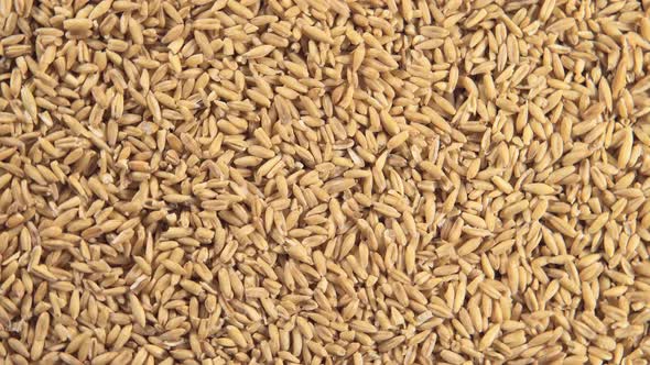 Oat Grains (Rotation)