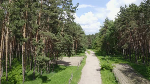 Forest Road Top View