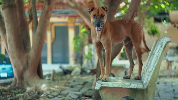 Close up of cute homeless dog standing on bench in Thai temple looking from one side to other and th