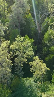 Aerial View of Trees in the Forest