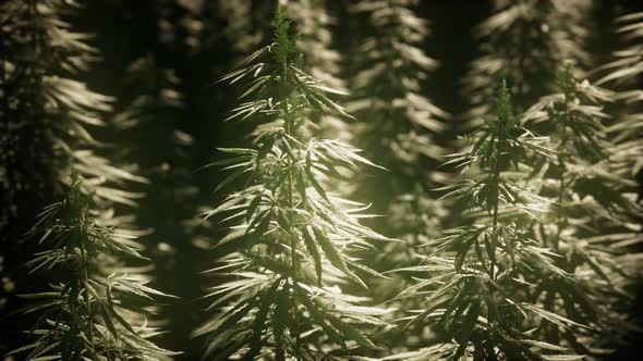 Thickets of Marijuana Plant on the Field alt