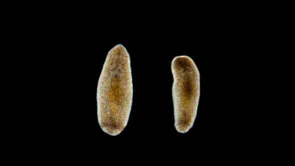 Turbellaria Worm Under the Microscope Phylum Platyhelminthes