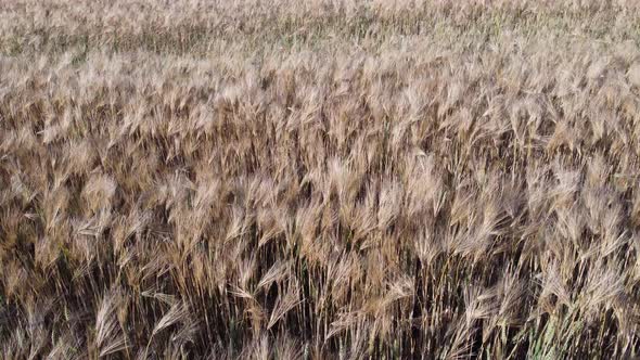 Aerial View on Ripe Wheat Field in Countryside