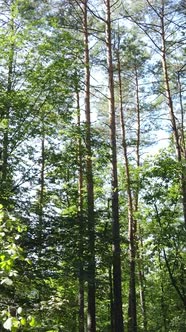 Vertical Video of Summer Forest By Day