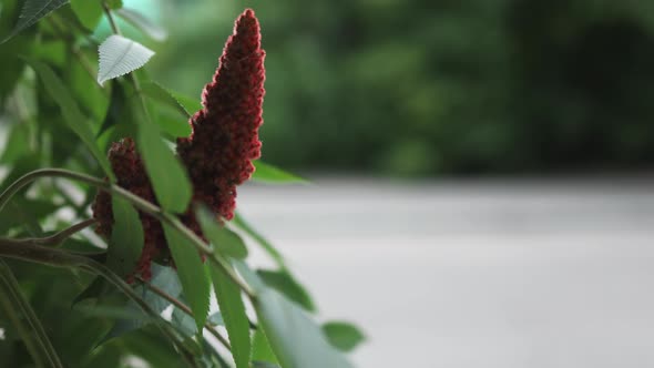 Red Velvet Fruit Cone Flower of Staghorn Sumac Reindeerium Vinegar Tree Rhustyphina