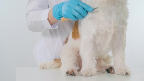 The doctor combs the coat of a Jack Russell Terrier on a table on a white background