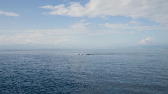 Several Wild Dolphins Swimming in Tropical Sea in the Philippines