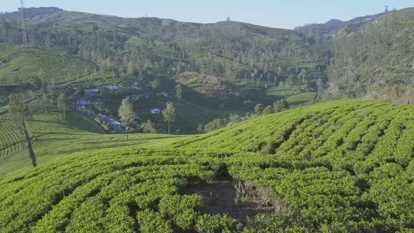 Endless Tropical Highland with Fresh Green Plantations