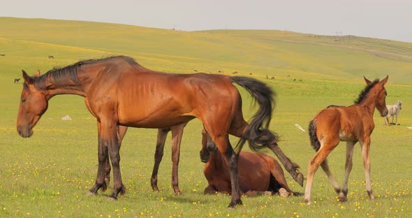 Horses Grazing on a Green Meadow in a Mountain Landscape