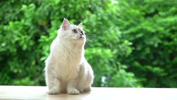 Cute Persian Cat Sitting On Table