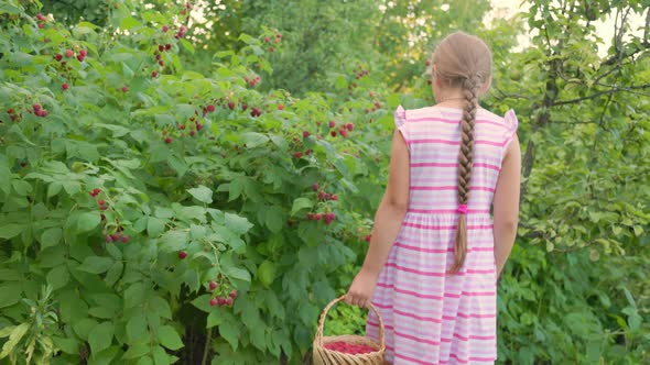 Girl Collects Raspberries in a Basket