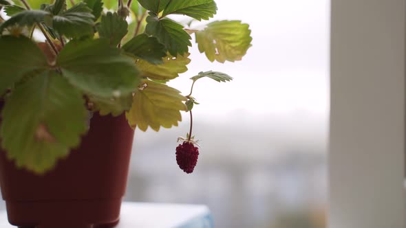 One Ripe Red Small Strawberry Hangs From Bush Grown on Balcony