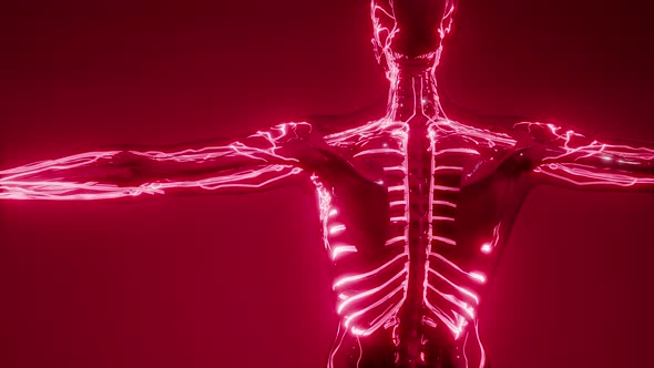 Blood Vessels of Human Body alt