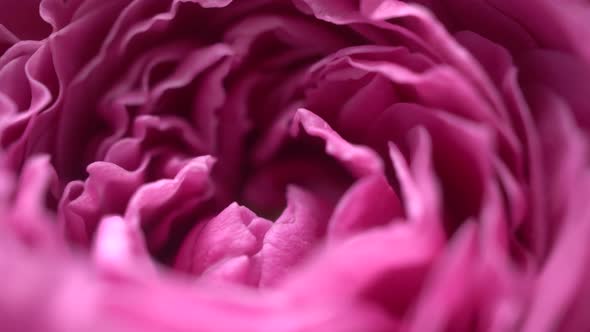 Macro Petals Peonies Slider Shot