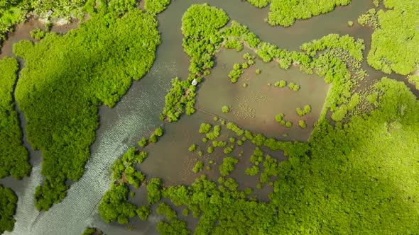 Aerial View of Mangrove Forest and River.