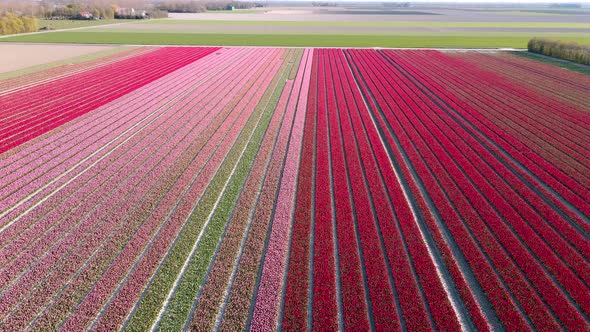 Tulip Field in The Netherlands Colorful Tulip Fields in Flevoland Noordoostpolder Holland Dutch