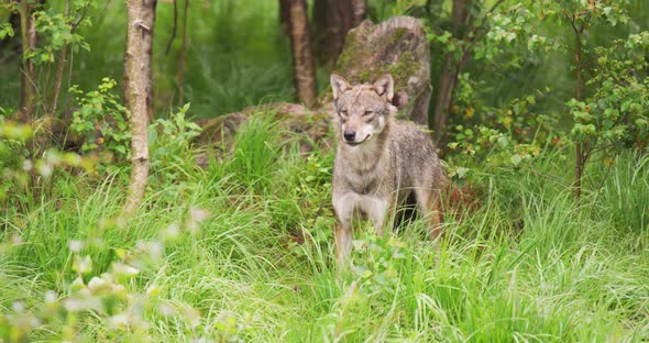 Curious Grey Wolf Looking After Prey in the Dense Summer Forest