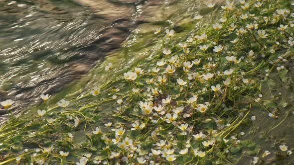 Crow-foot river plants moving on a flowing mountain river water in slow motion 4K