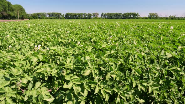 Potato Plants in White Bloom. Green Flowering Potato Bushes Planted in Rows on a Farm Field. Potato