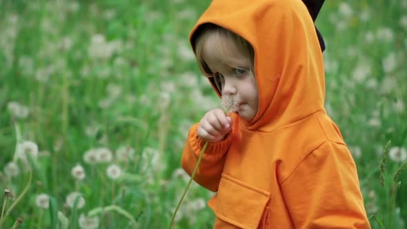 Little Boy in Orange Hoodie Plays with Dandelion on Nature, Slow Motion